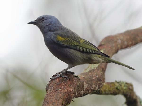 Goudschubtangare (Thraupis ornata)